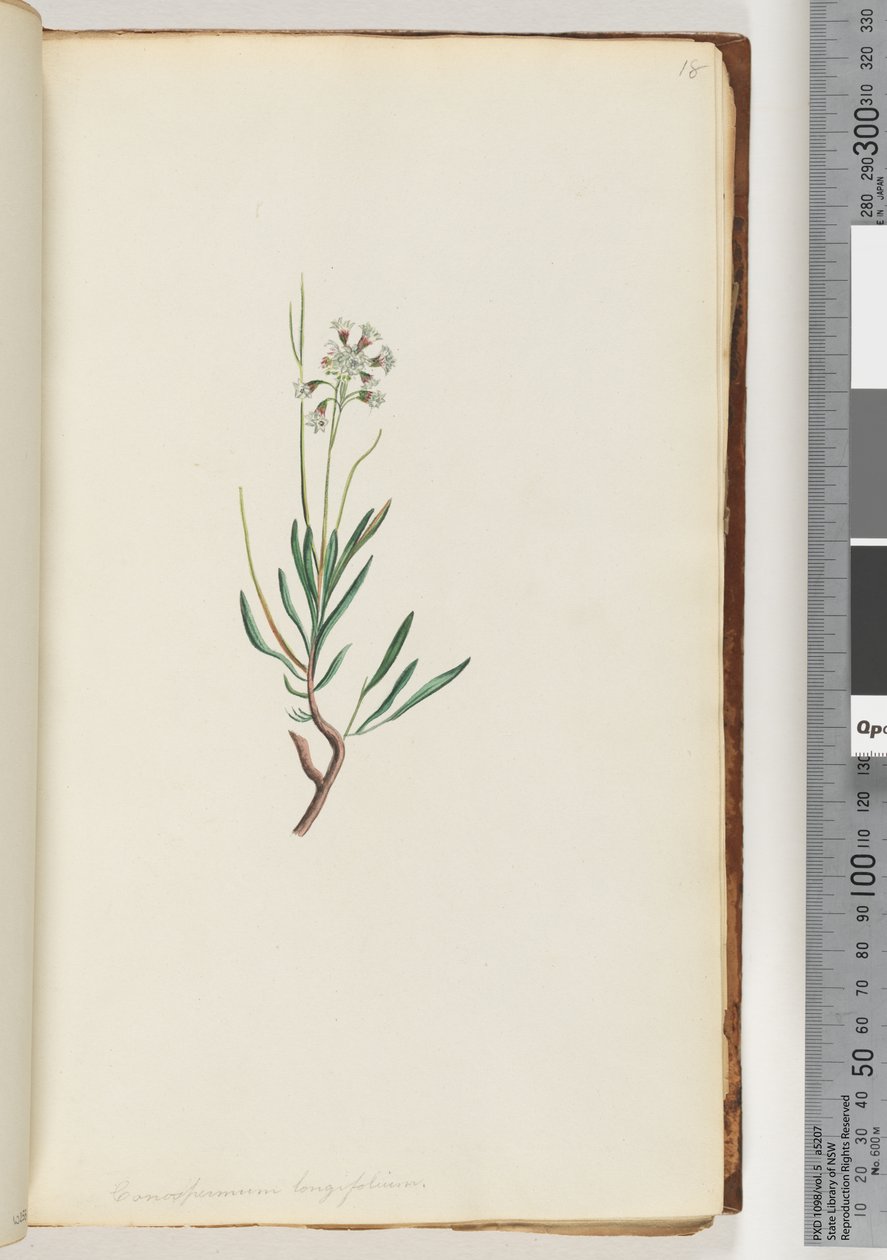 Strana 18. Conospermum longifolium Dlouhé, listové šištice od Unknown artist