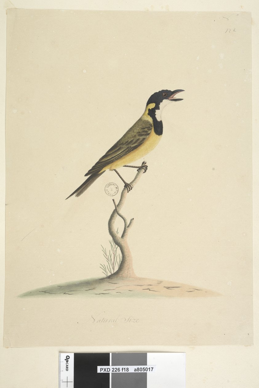 Strana 18. Přirozená velikost Golden Whistler Pachycephala pectoralis, muž, 1791-92 od Unknown artist