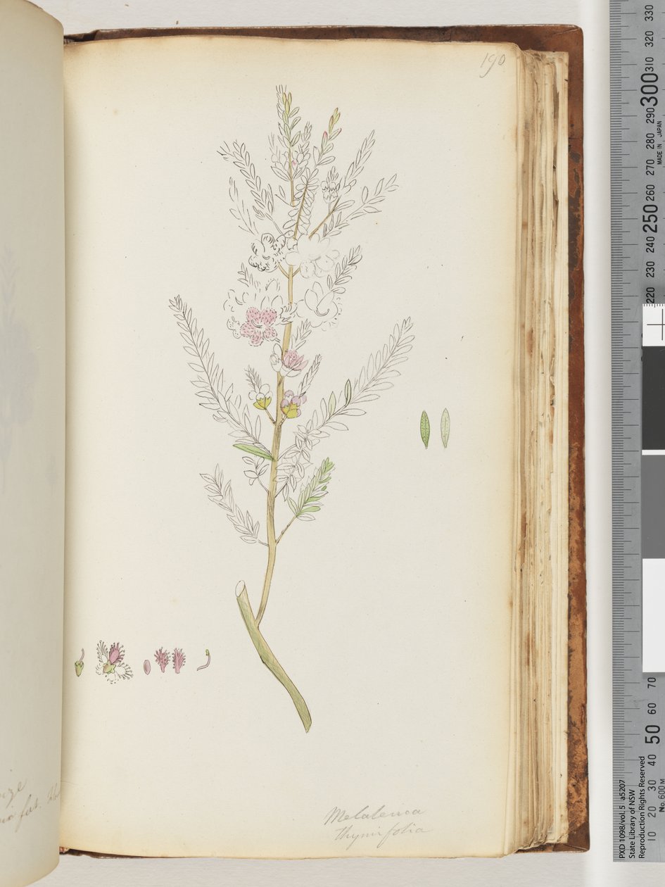 Strana 190. Melaleuca thymifolia / Tymiánový med, myrta od Unknown artist
