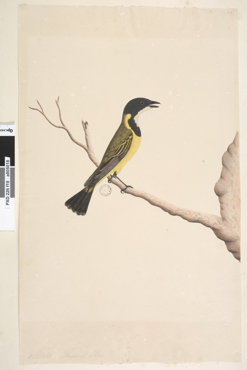 Strana 19. Duben. Přirozená velikost Golden Whistler Pachycephala pectoralis, muž, 1791-92 od Unknown artist