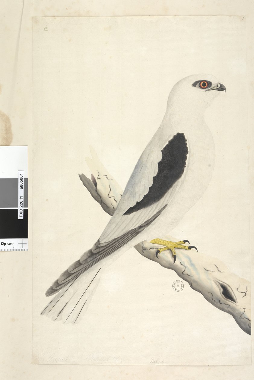 Strana 1. Falco, spatřený v Augustatu vlevo dole v jiné ruce srpen přirozené velikosti. Černý luňák ramenatý Elanus axillaris Elanus notatus, 1791-92 od Unknown artist