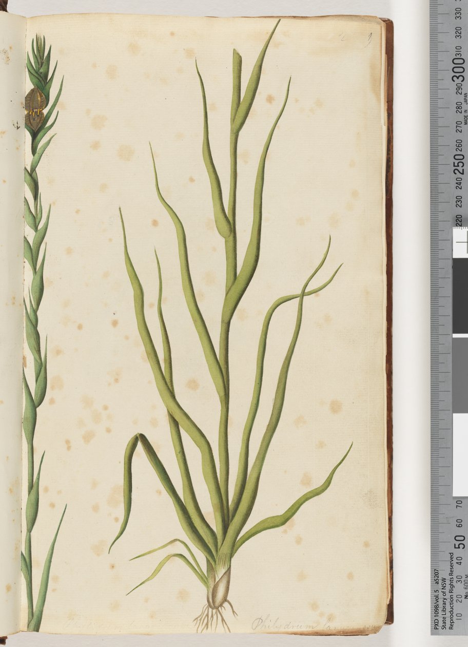 Strana 1. Philydrum lanuginosum od Unknown artist