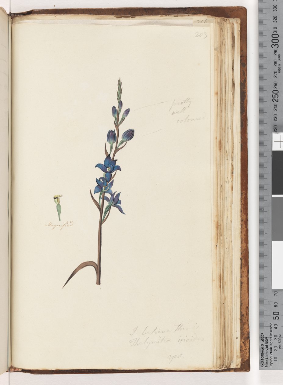 Strana 203. Myslím, že toto je Thelymitra ixioides / Spotted Sun Orchid od Unknown