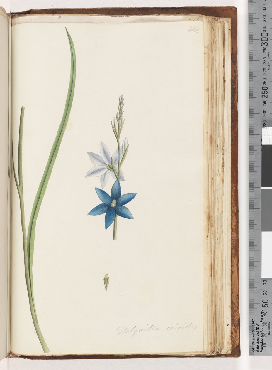 Strana 204. Thelymitra ixiodes / Orchidej skvrnitá od Unknown artist