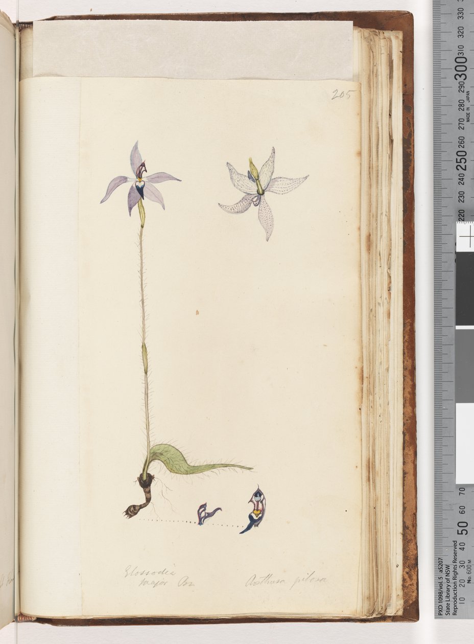 Strana 205. Glosodia. Major On. Arethusa pilosa / Orchidej voskových rtů od Unknown artist