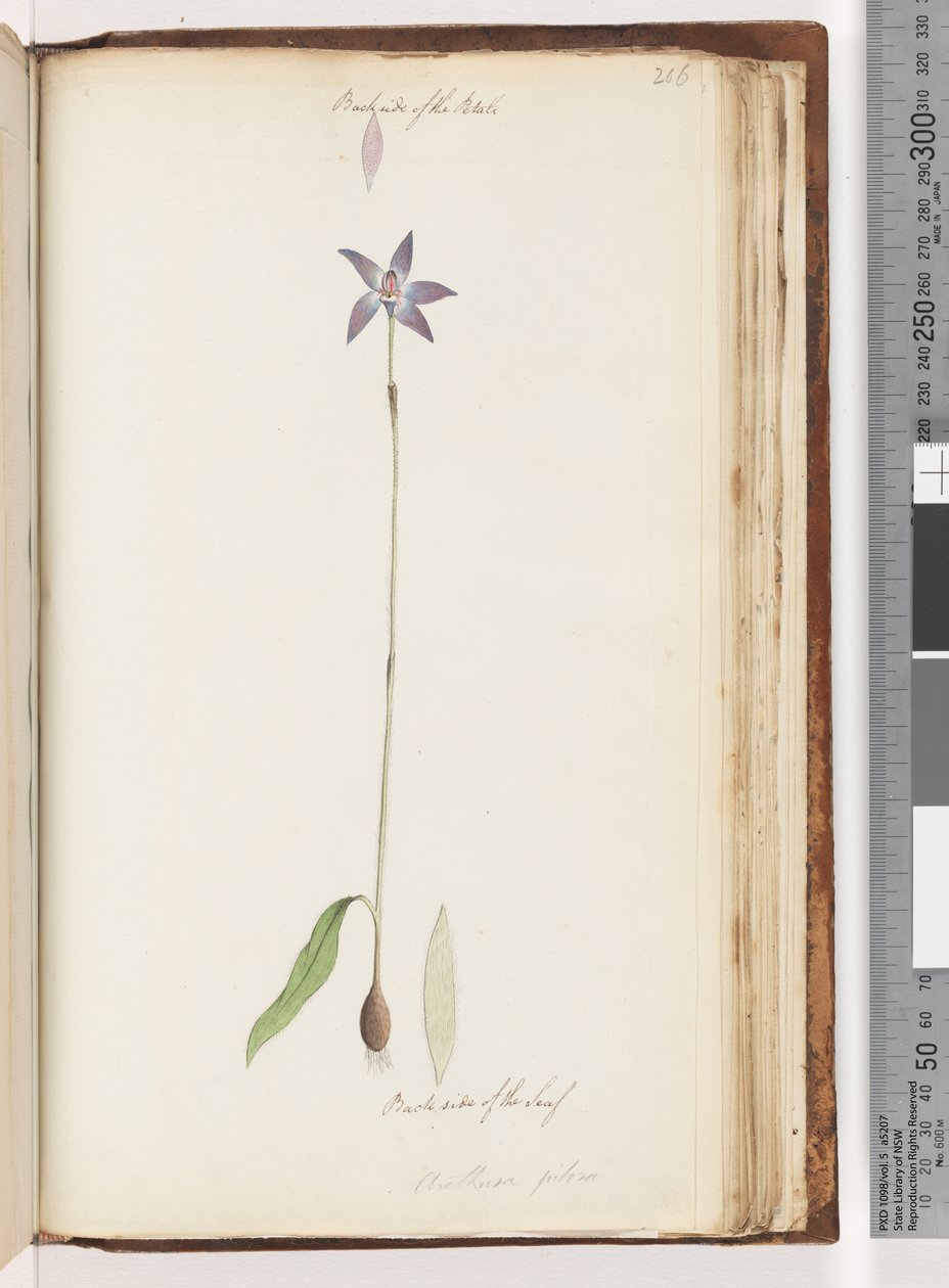 Strana 206. Zadní strana okvětních lístků. Zadní strana listu. Arethusa pilosa / orchidej voskových rtů od Unknown artist
