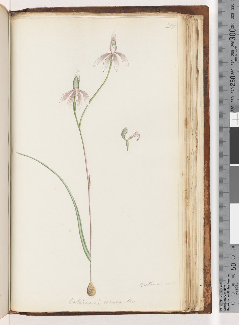 Strana 208. Arethusa certe? Caladenia carnea Br / Pink Fingers Orchid od Unknown artist