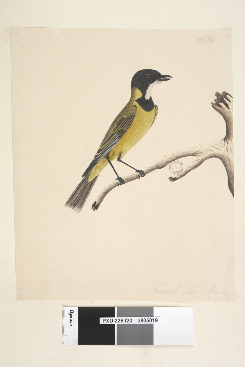 Strana 20. Přirozená velikost. duben Golden Whistler Pachycephala pectoralis, muž, 1791-92 od Unknown artist