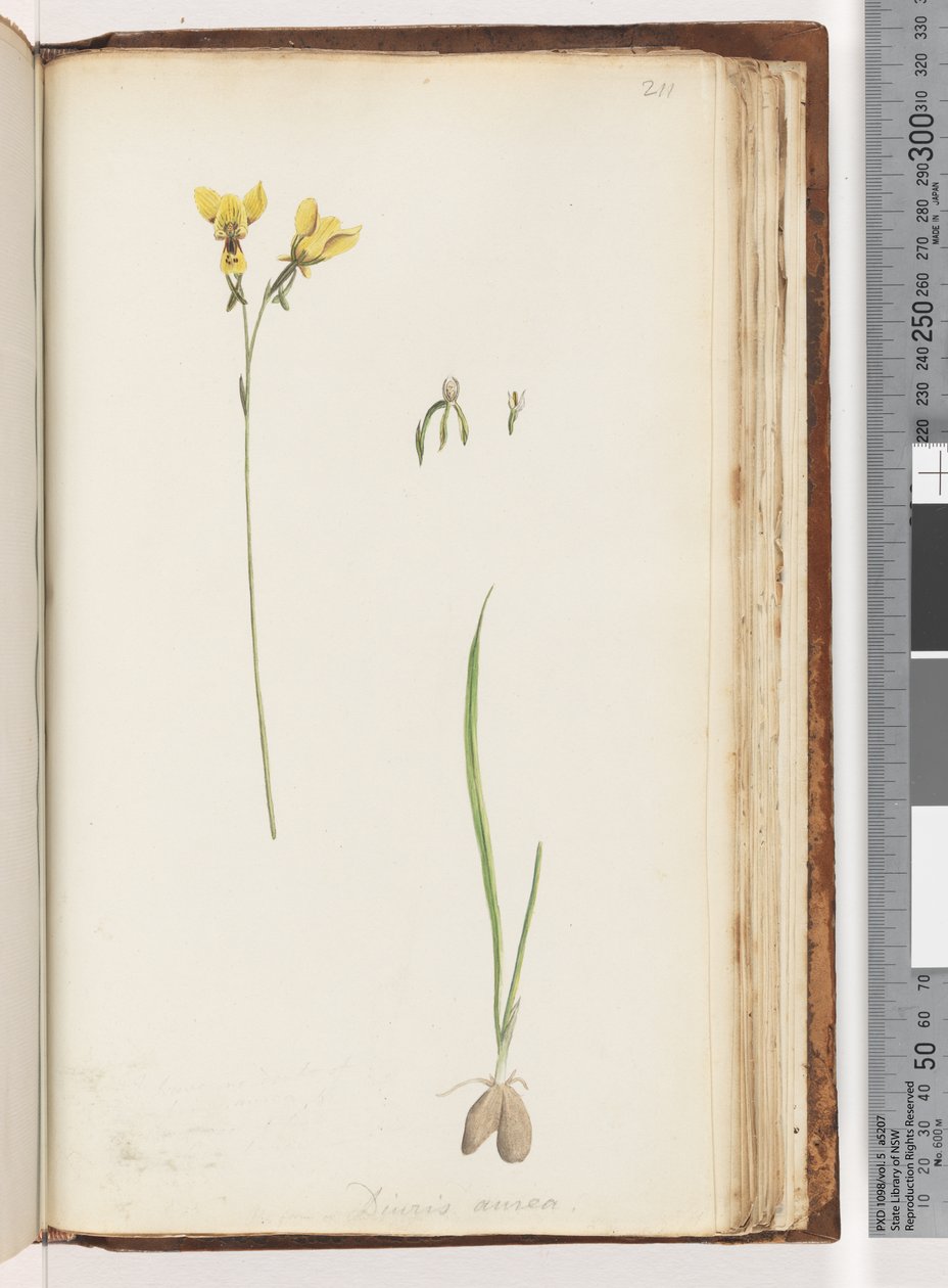 Strana 211. Forma Diuris aurea / Orchidej zlatého osla od Unknown artist