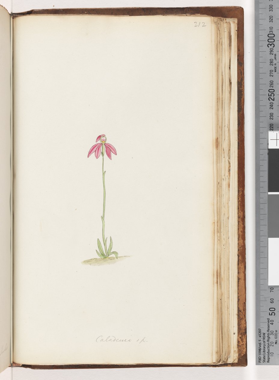 Strana 212. Caladenia sp od Unknown artist