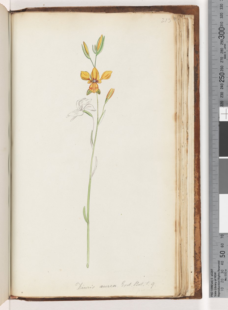 Strana 213. Diuris aurea. Exot. Bot. t. 9. Oslí orchidej od Unknown artist