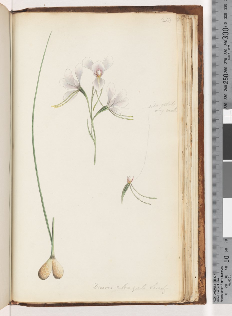 Strana 214. Diuris elongata Saracty? Fialová oslí orchidej od Unknown