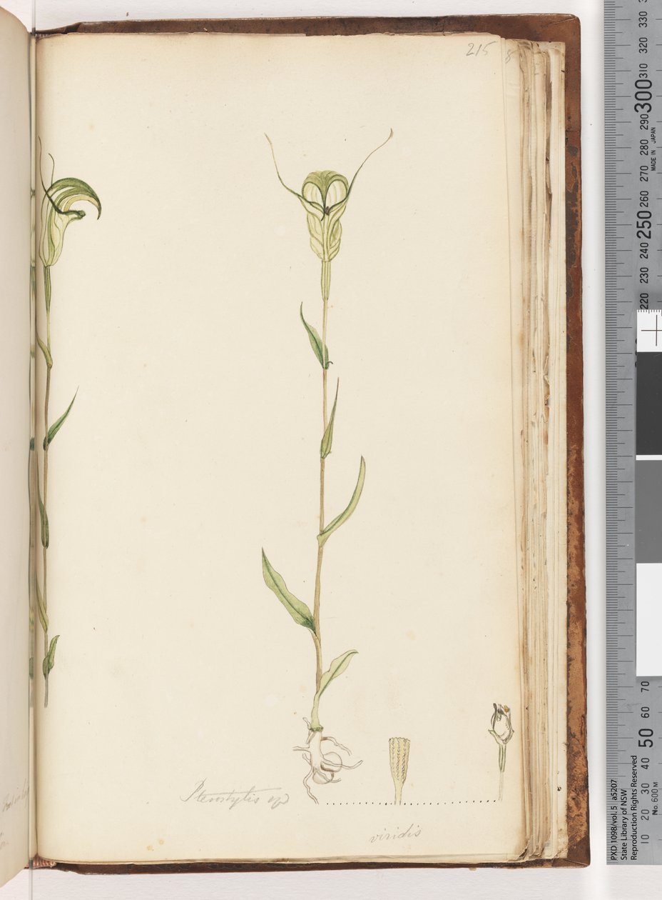 Strana 215. Pterostylis op / viridis od Unknown artist