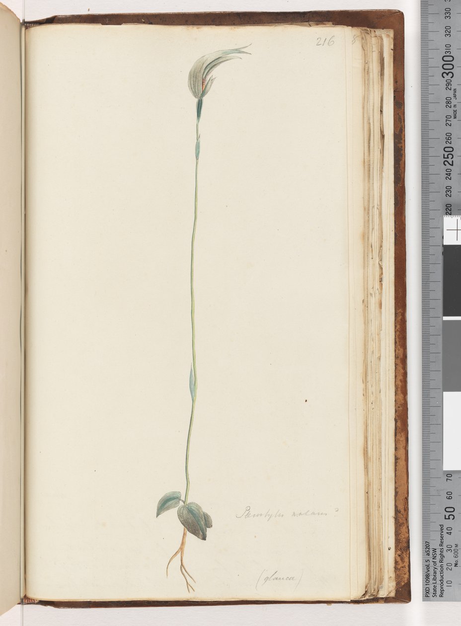 Strana 216. Pterostylis nutans? / od Unknown artist