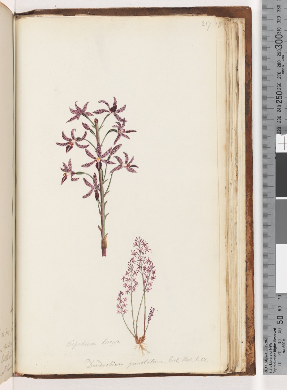 Strana 217. Dipodium Brown / Dendrobium punctatum. Exot. Bot. t. 12. Hyacintová orchidej od Unknown artist