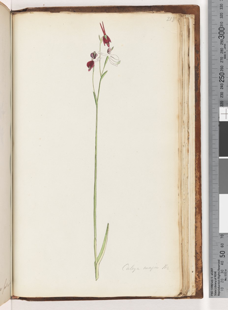 Strana 218. Caleya major Br. Létající kachní orchidej od Unknown artist