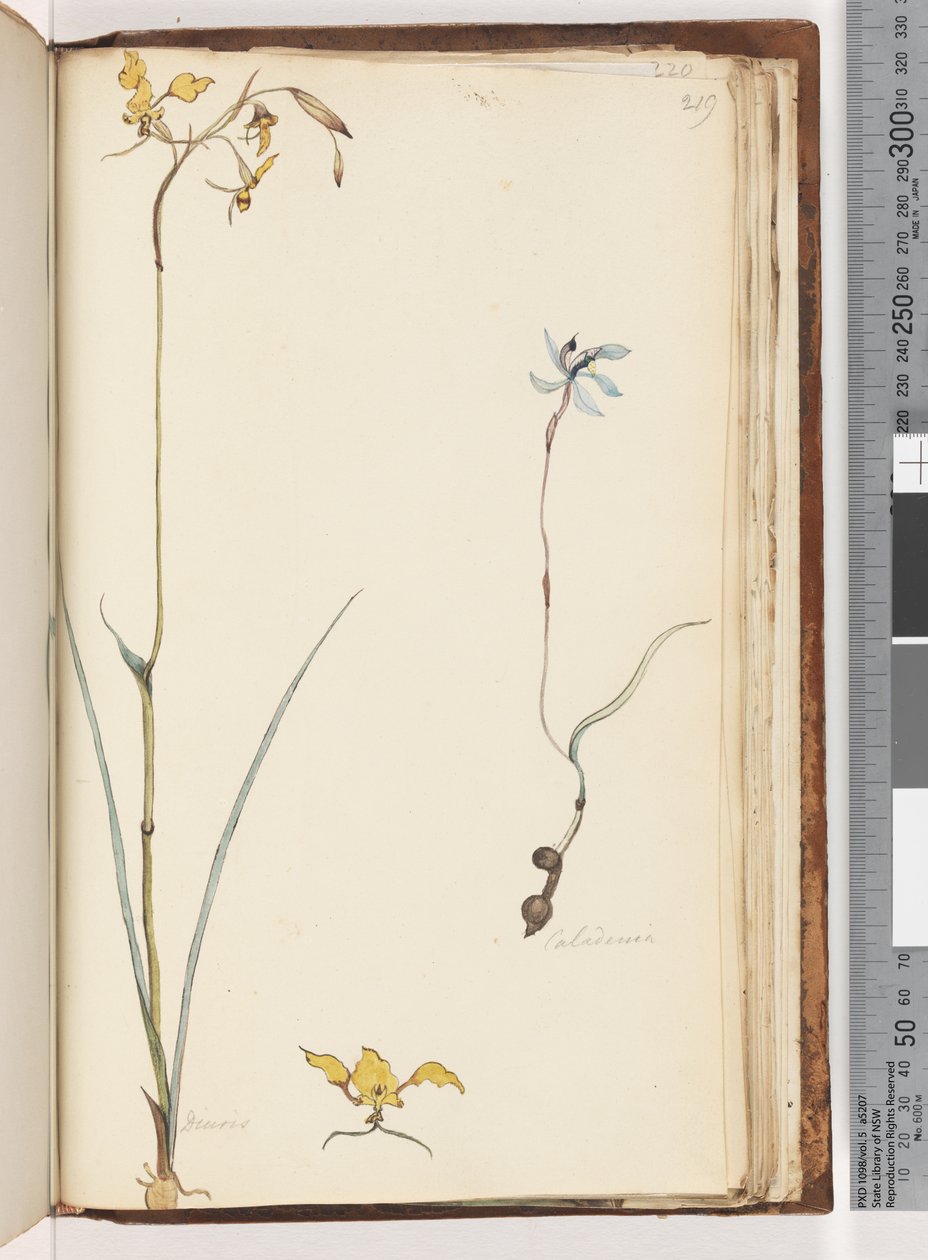 Strana 219. Caladenia / Diuris dvě rostliny od Unknown artist