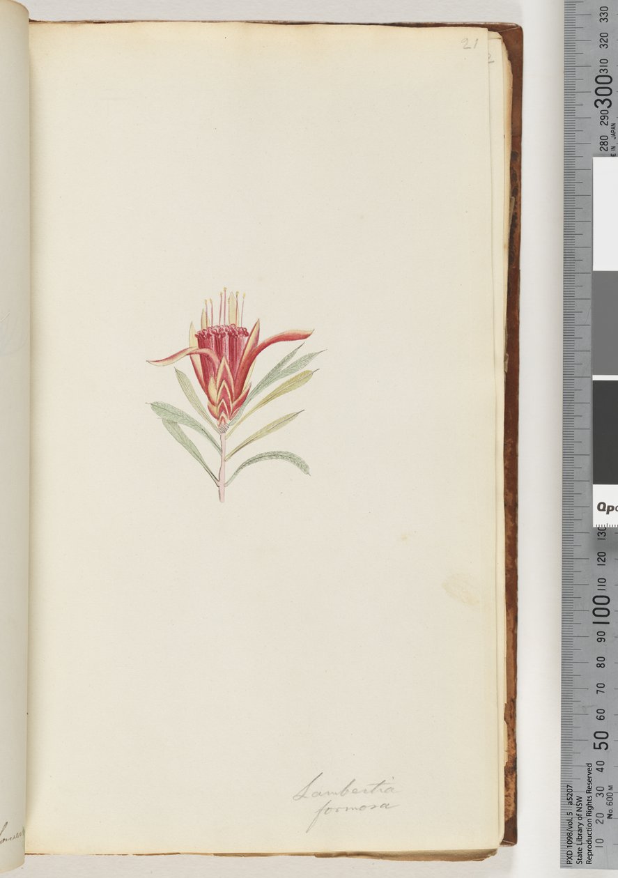 Strana 21. Lambertia formosa / Horský ďábel od Unknown artist