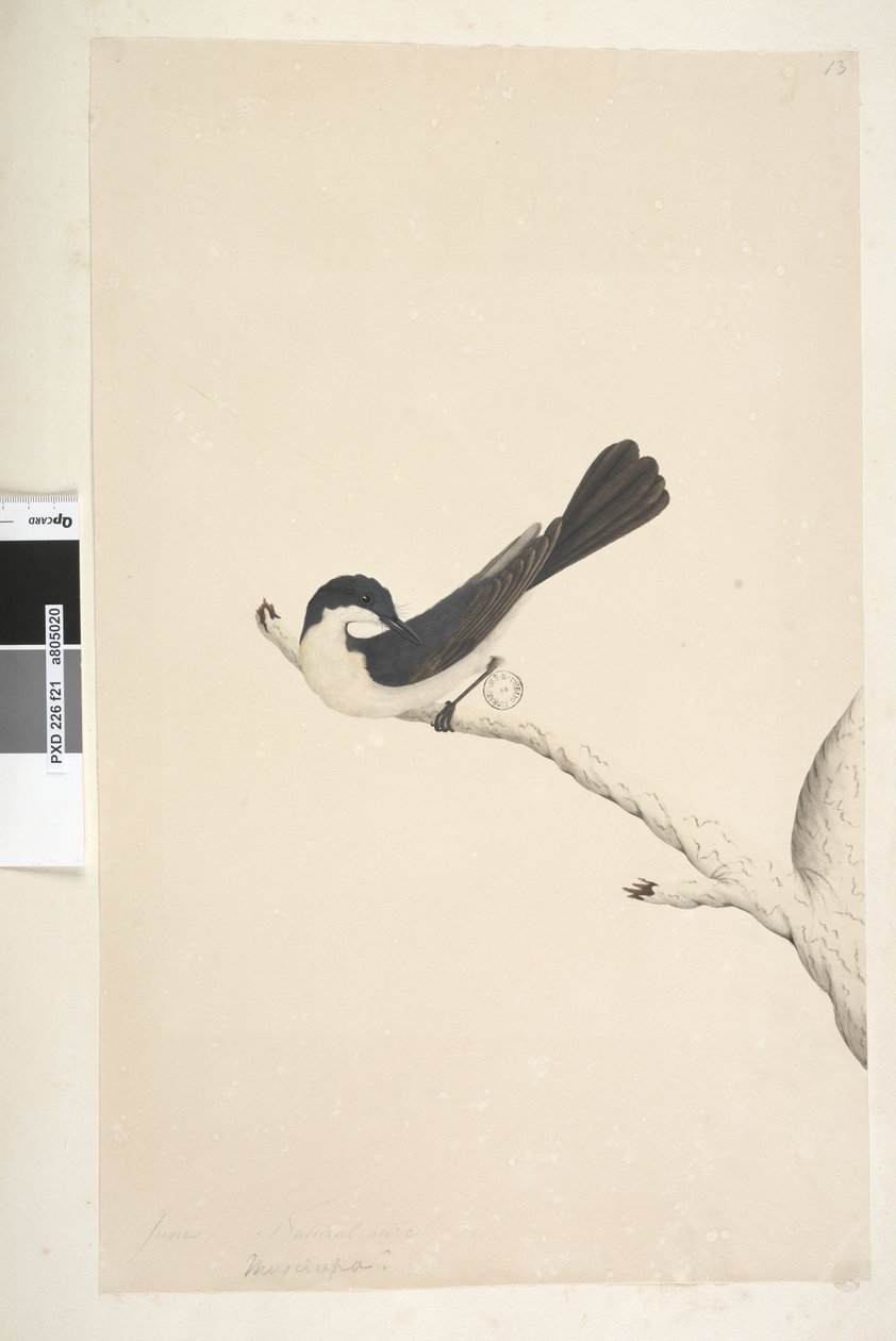 Strana 21. Musciopa. výše uvedený titul v jiné ruce června. Přirozená velikost Restless Flycatcher Myiagra inquieta Seisura inquieta, 1791-92 od Unknown artist