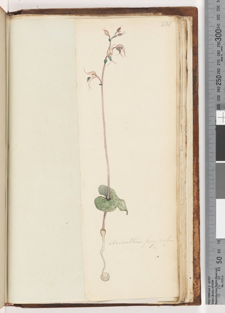 Strana 221. Acianthus fornicatus Br Pixie Caps od Unknown artist