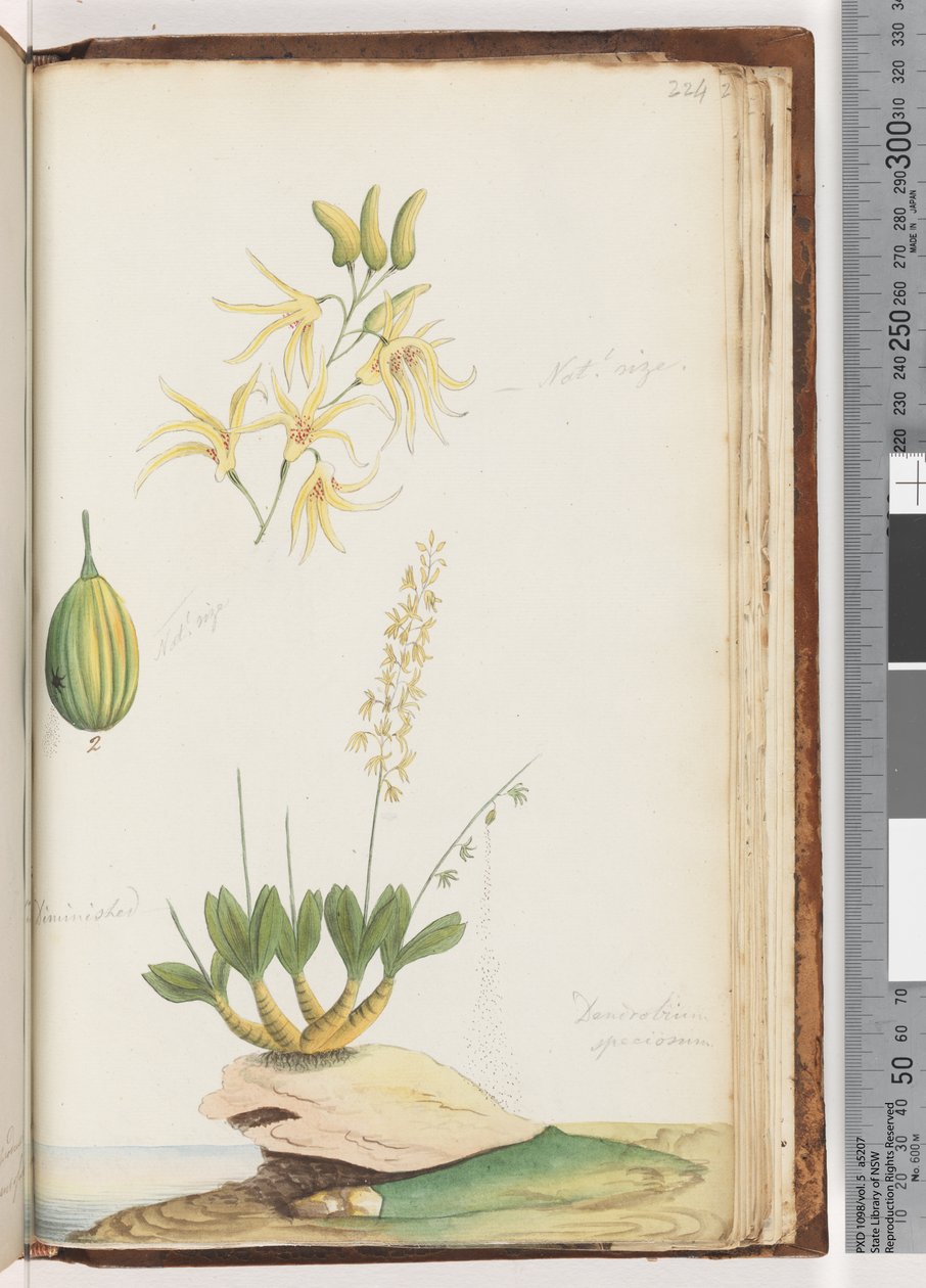 Strana 224. Dendrobium speciosum / Vstavač skalní od Unknown artist