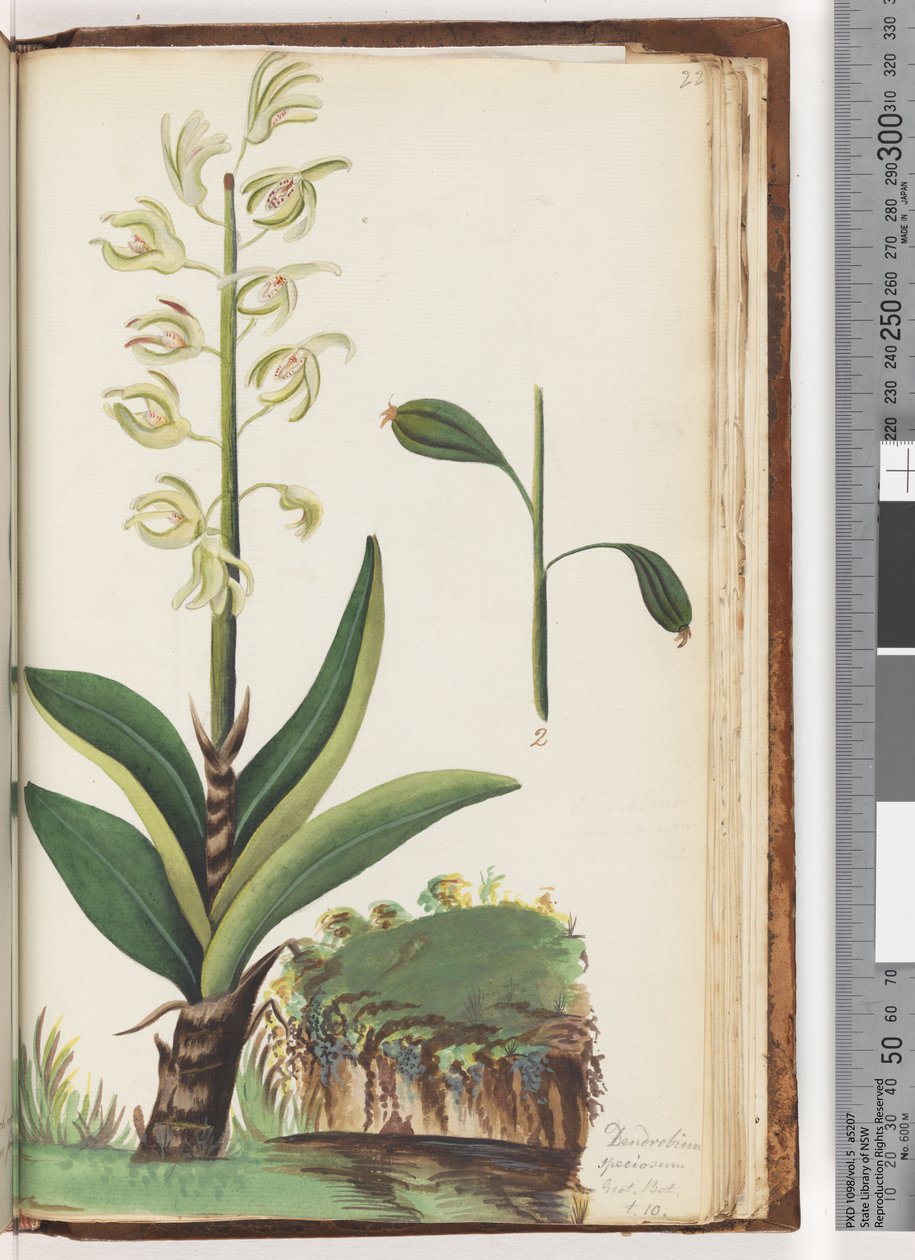 Strana 225. Dendrobium speciosum Exot. Bot. t. 10 od Unknown artist