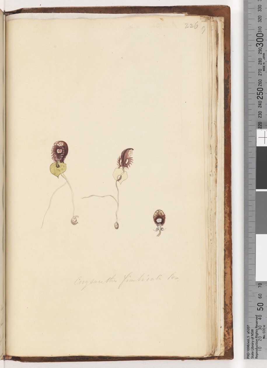 Strana 226. Corysanthes fimbriata Br / Orchidej přilby s třásněmi od Unknown artist