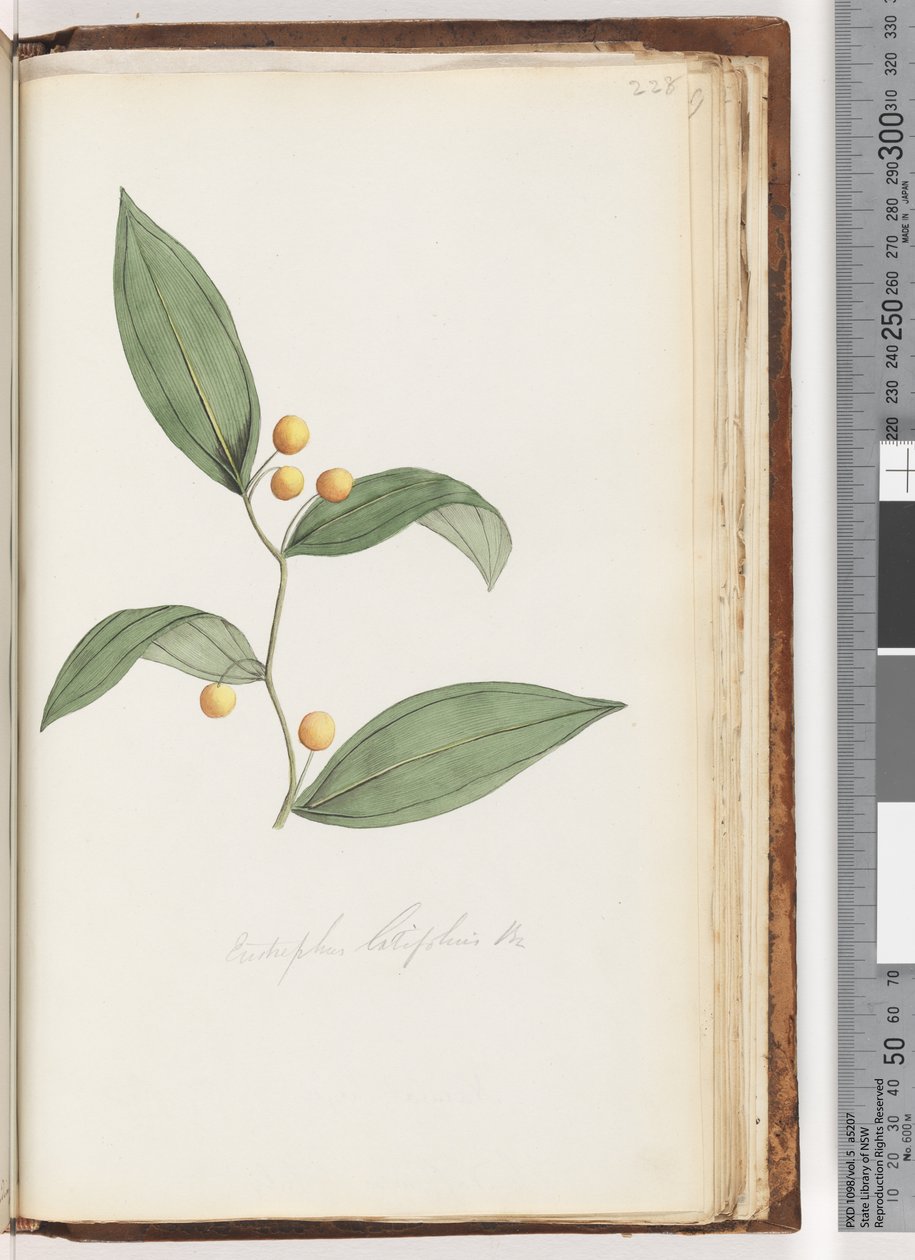 Strana 228. Eustrephus latifolius Br. Wombat Berry od Unknown artist