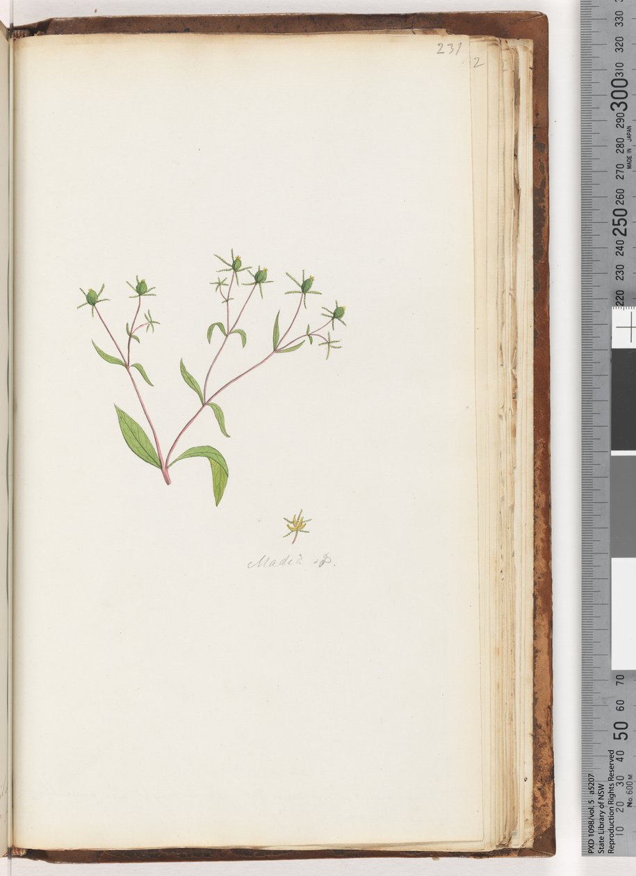 Strana 231. Madia sp od Unknown artist