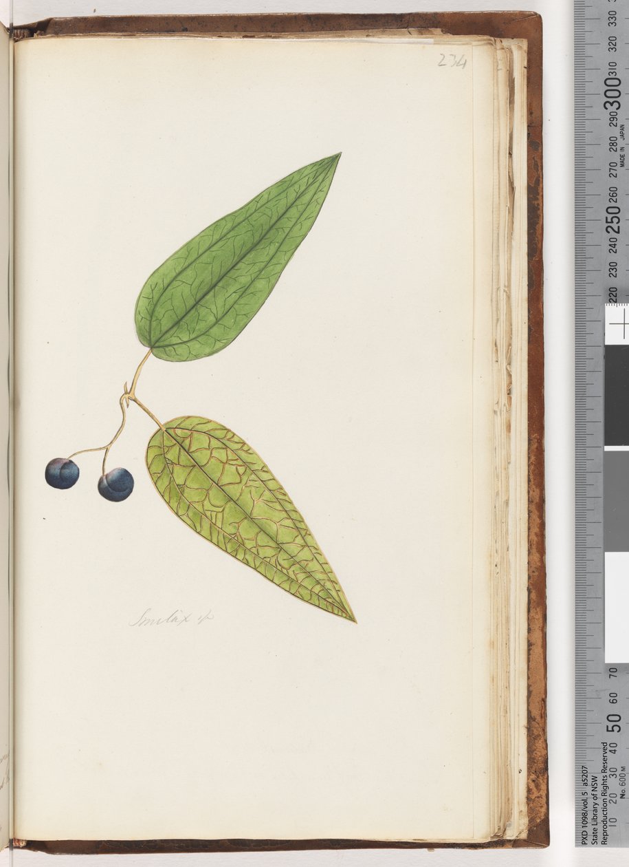 Strana 234. Smilax sp Sarsaparilla sladká od Unknown artist