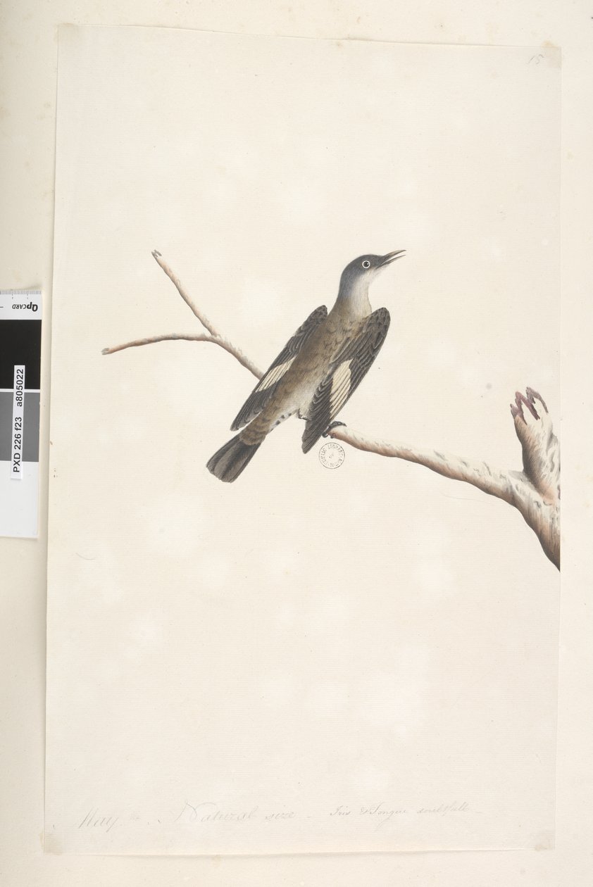 Strana 23. Květen, přirozená velikost, duhovka a jazyk pochybný Hnědý stromorožec Climacteris picumnus, 1791-92 od Unknown artist