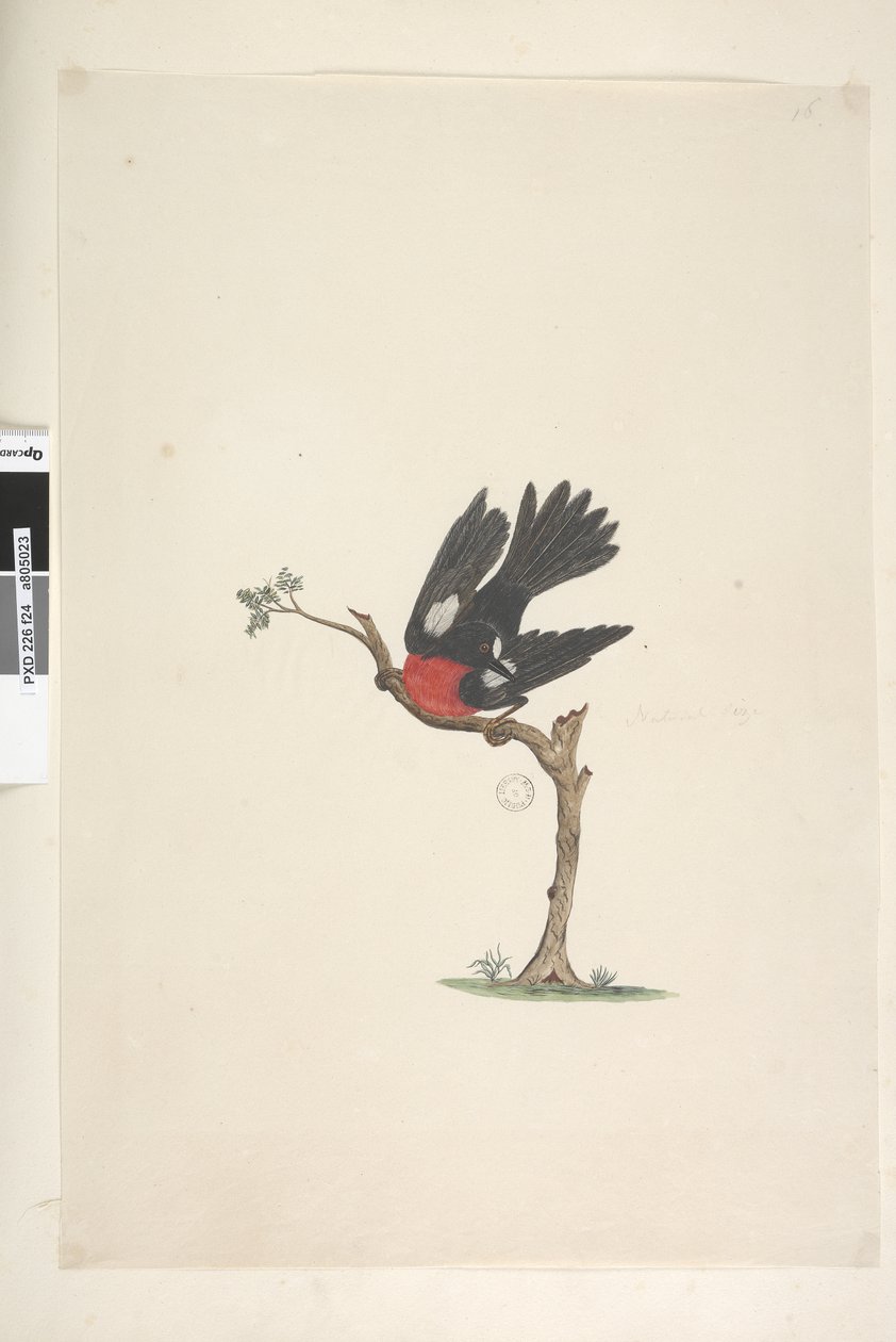 Strana 24. Přirozená velikost Scarlet Robin Petroica multicolor, samec, Norfolk Island, 1791-92 od Unknown artist