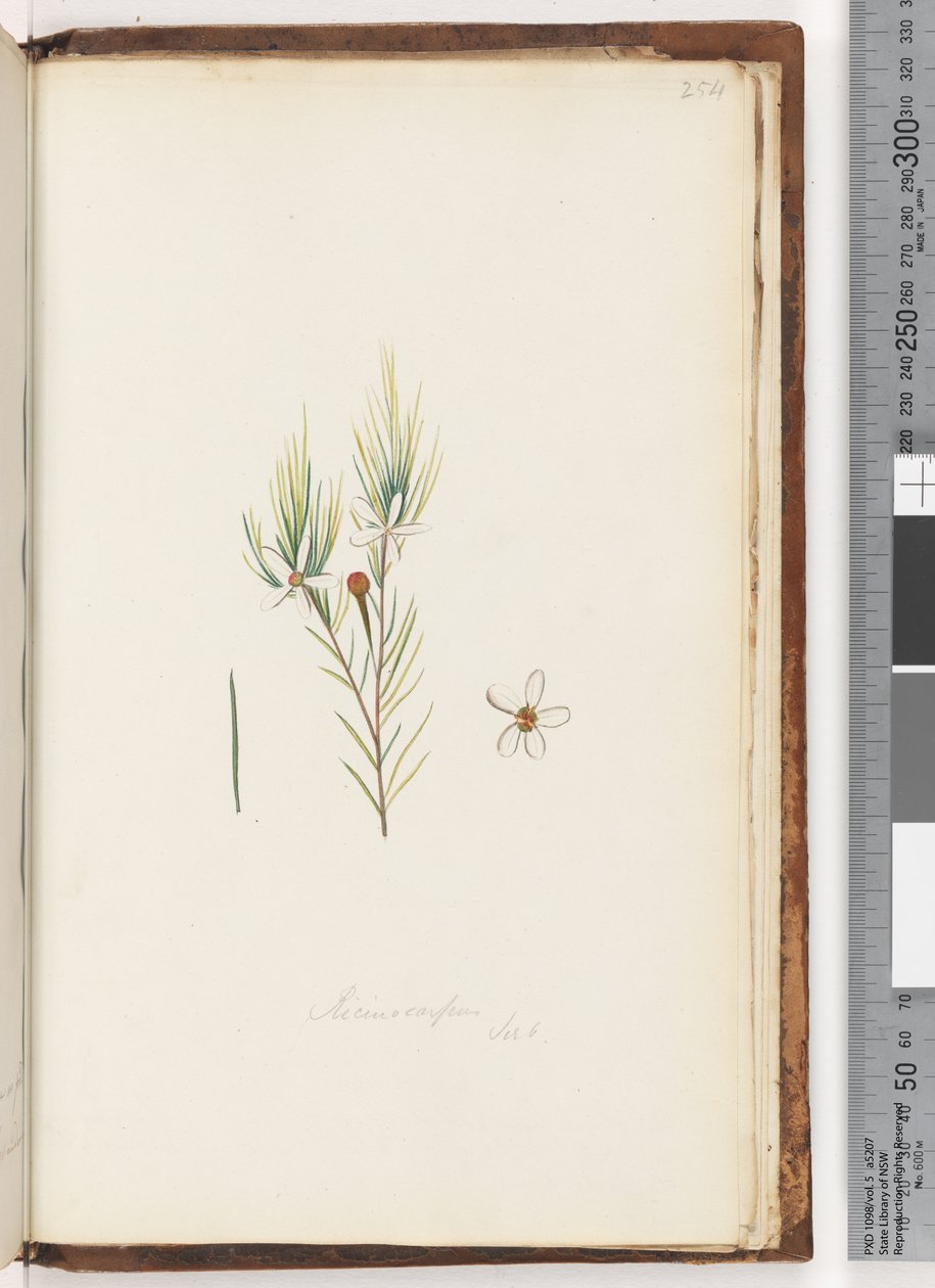 Strana 254. Ricinocarpus / ?? od Unknown artist