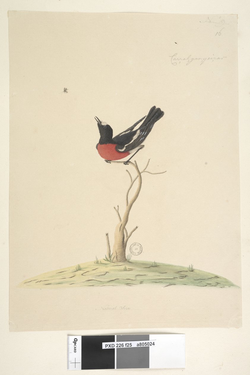 Strana 25. Car,ral,gar,yei,sar, přírodní velikost Scarlet Robin, samec Petroica multicolor, N.S.W., 1791-92 od Unknown artist