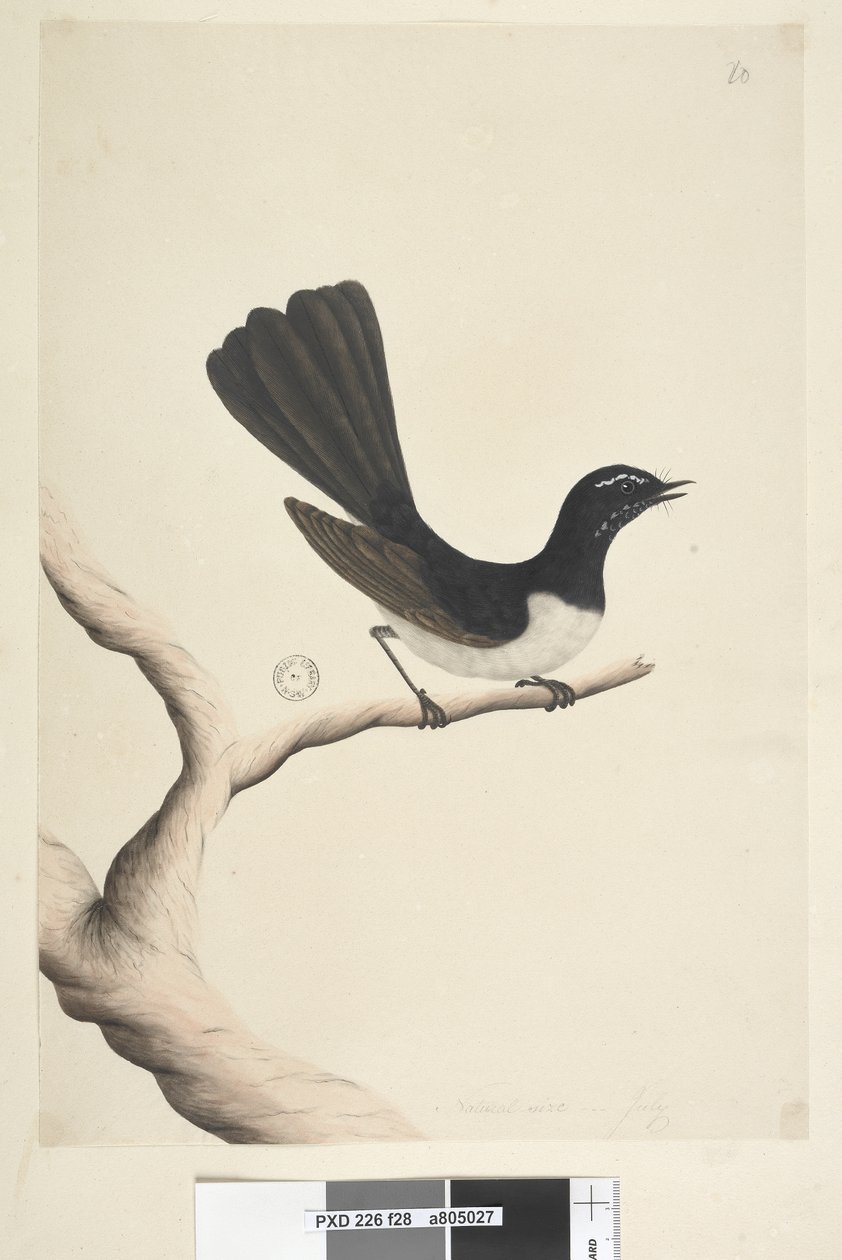 Strana 28. Přirozená velikost,  červenec Willie Konipas Rhipidura leucophrys, 1791-92 od Unknown artist