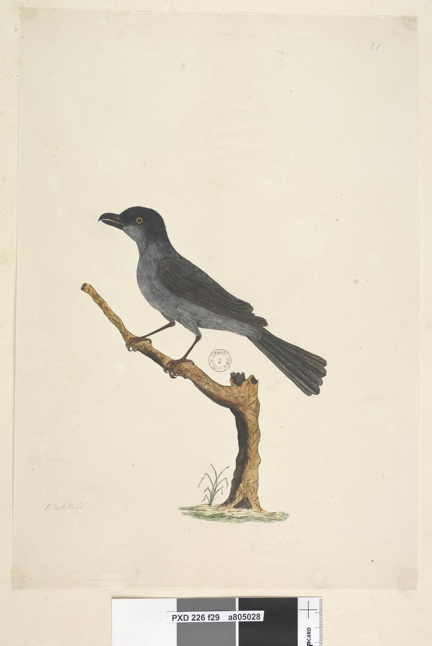 Strana 29. Blackbird Ostrov Norfolk Kos? Aplonis fuscus, muž, 1791-92 od Unknown artist