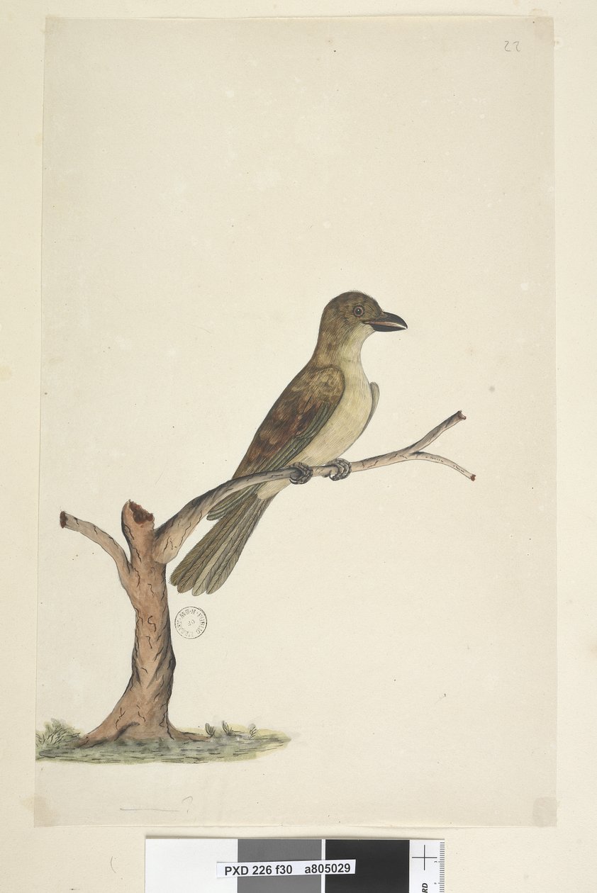 Strana 30...? Blackbird z ostrova Norfolk? Aplonis fuscus, žena, 1791-92 od Unknown artist