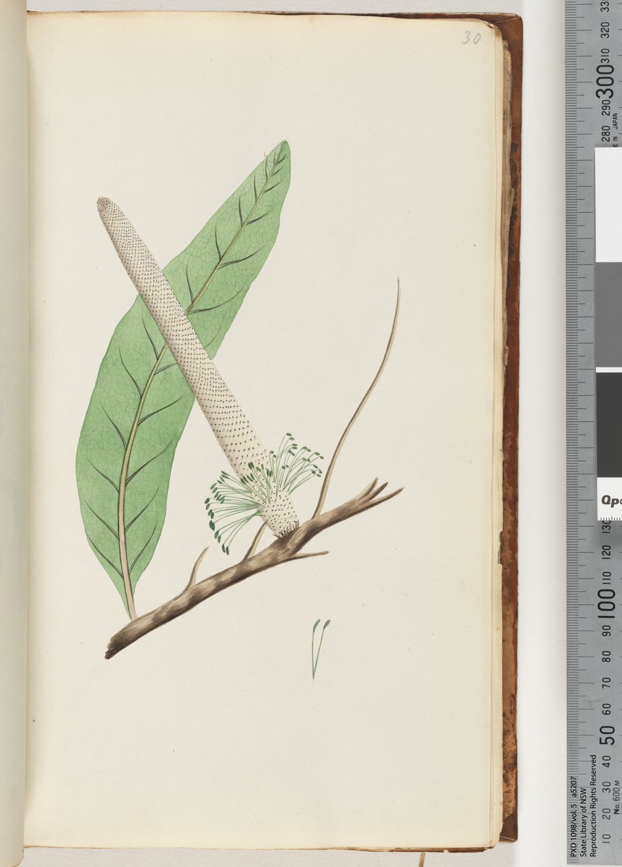 Strana 30. Rostlina, Banksia od Unknown artist