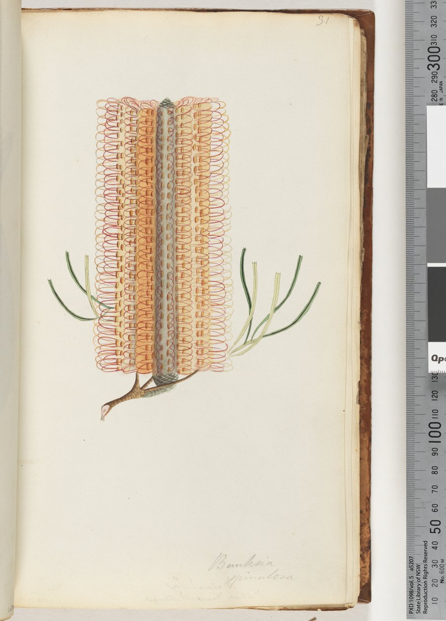 Strana 31. Banksia spinulosa / Hairpin Banksia od Unknown artist