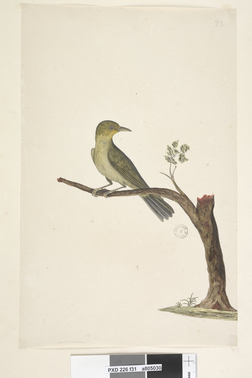 Strana 31...? Slender, Billed White, Eye Zosterops tenuirostris, 1791-92 od Unknown artist