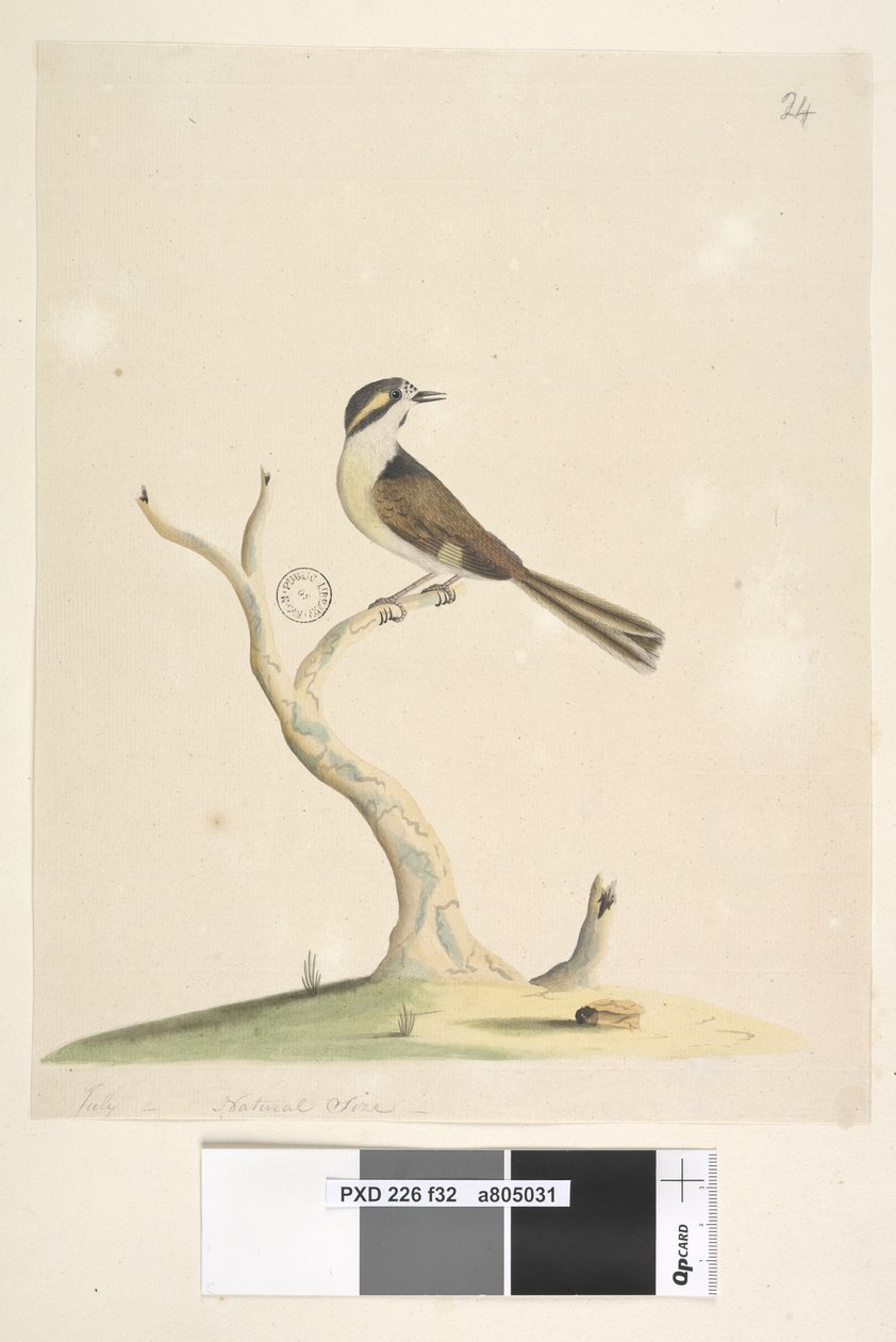 Strana 32. Neidentifikovaný Červenec, přirozená velikost. Poznámky týkající se pokusů identifikovat tohoto ptáka viz Hindwood, K. A. The Sydney bird paintings in the Australian Zoologist, v. XIII, část 2, srpen 1965, str. 86 od Unknown artist