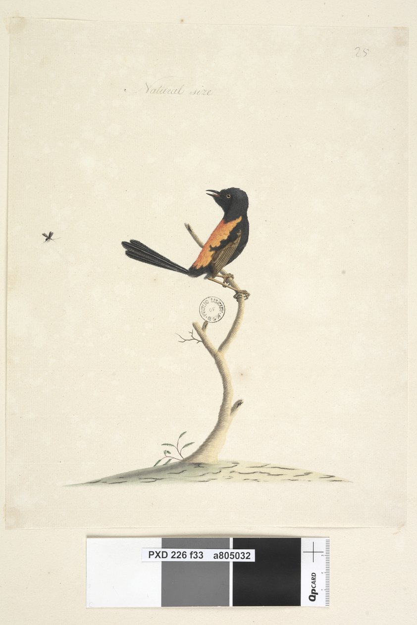 Strana 33. Přirozená velikost Červený, střízlík hřbetý Malurus melanocephalu, samec, 1791-92 od Unknown artist