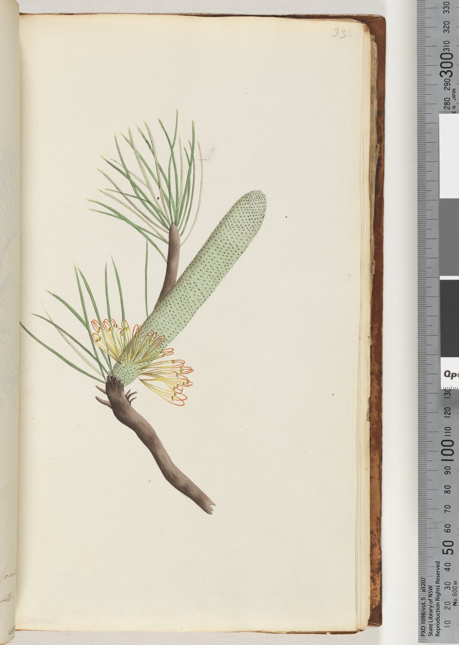 Strana 33. Rostlina, Banksia spinulosa od Unknown artist
