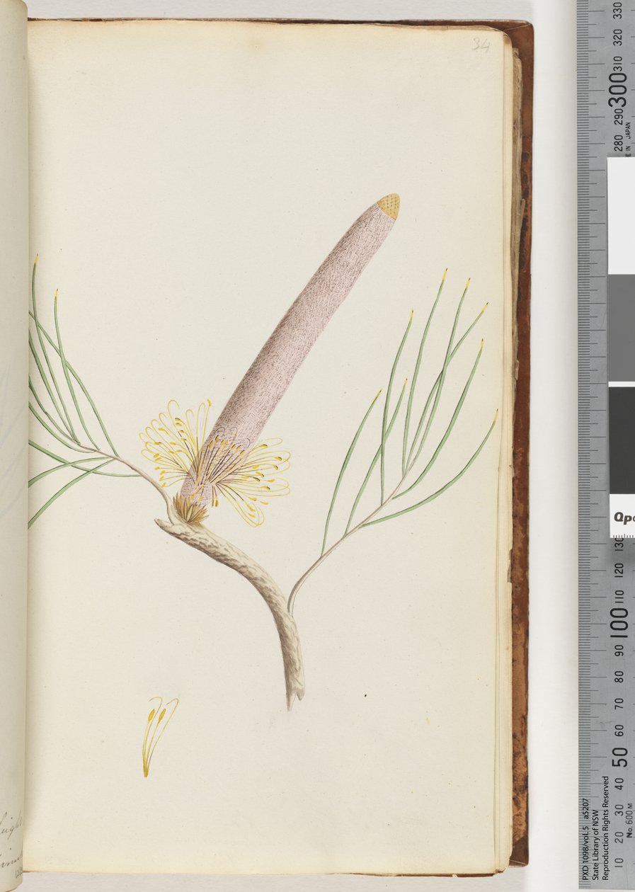 Strana 34. Banksia od Unknown artist