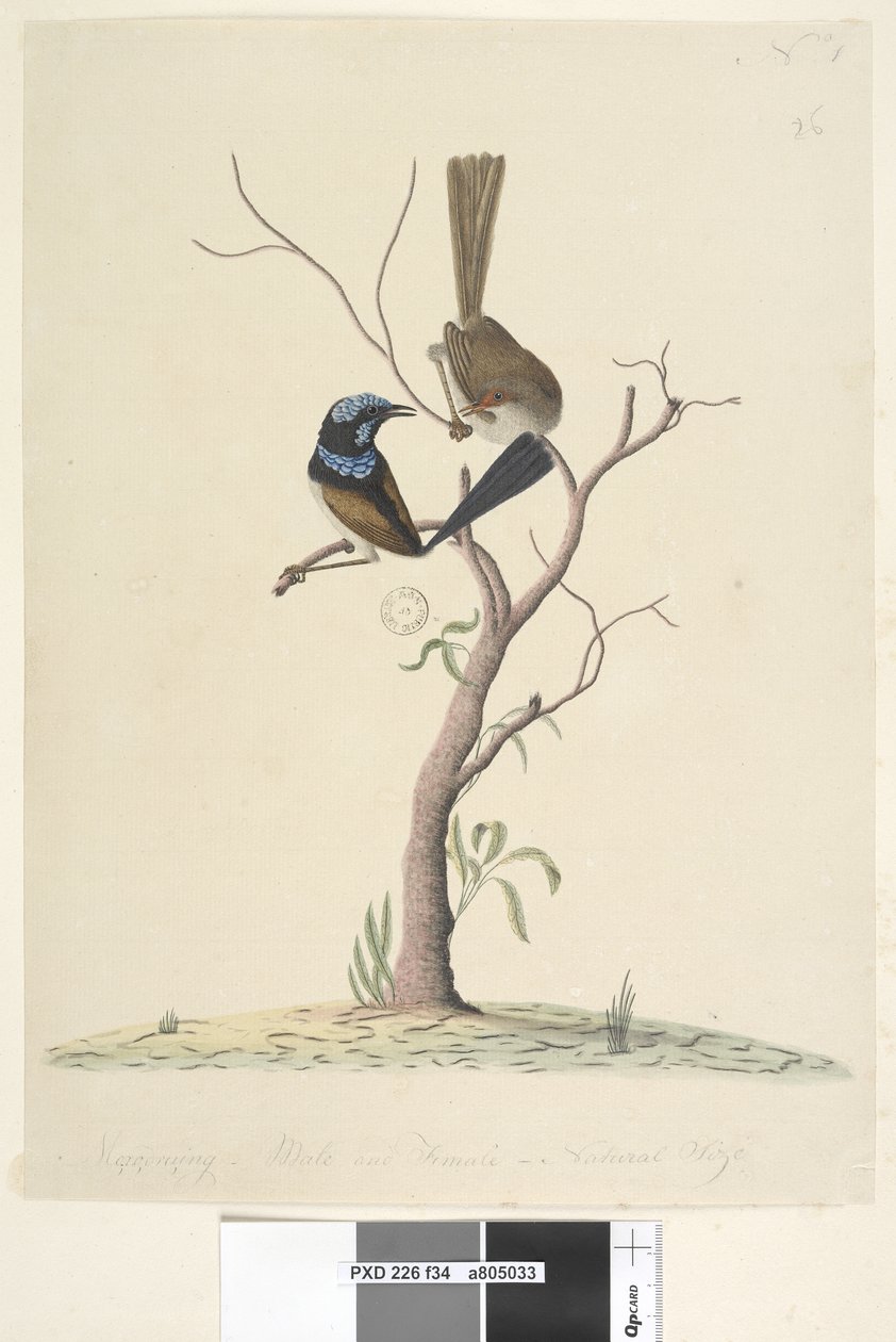 Strana 34. Mo,ro,dru,ing, samec a samice, přírodní velikost Superb Blue Wren Malurus cyaneus, 1791-92 od Unknown artist