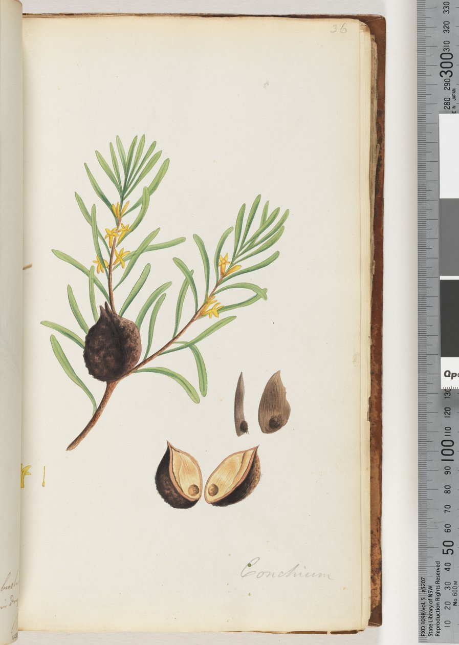 Strana 36. Conchium od Unknown artist