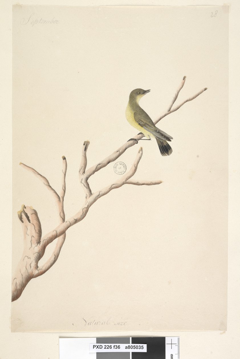 Strana 36. září. Přirozená velikost Trnbill žlutý Acanthiza nana, 1791-92 od Unknown artist