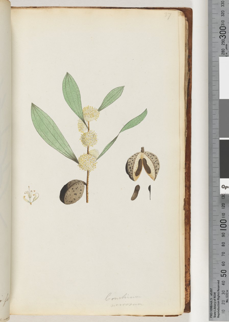 Strana 37. Conchium nervosum (akvarel) od Unknown artist