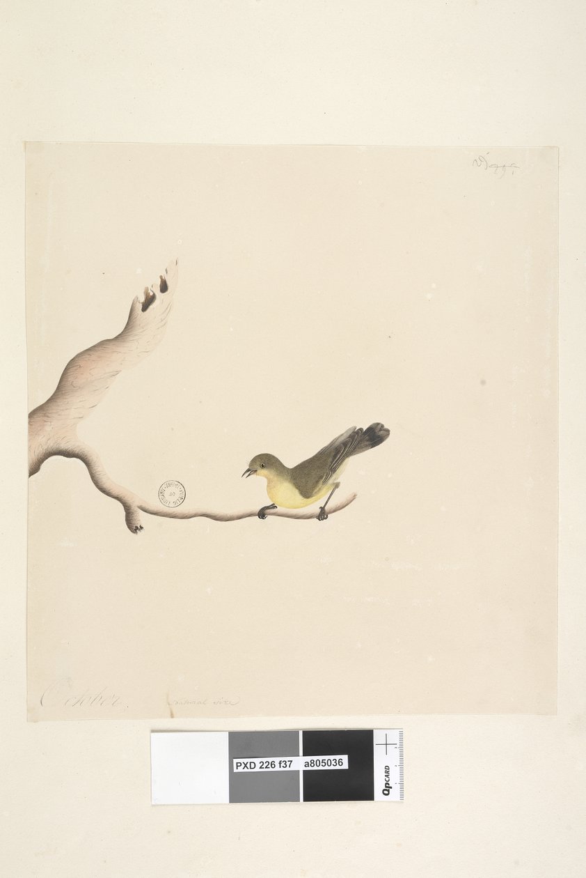 Strana 37. Říjen. Přirozená velikost Trnbill žlutý Acanthiza nana, 1791-92 od Unknown artist
