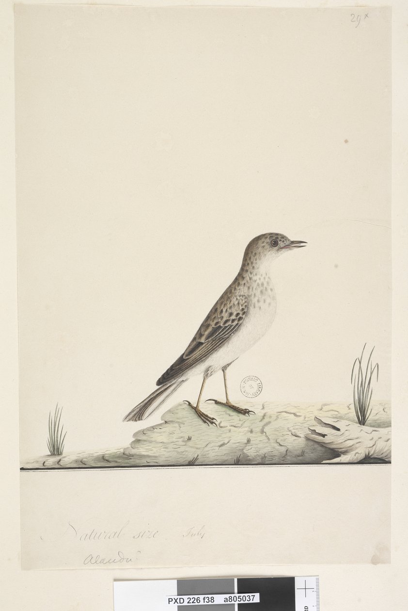 Strana 38. Alundu? nad názvem jinou rukou Přirozená velikost,  červenec Pipit Anthus australis, 1791-92 od Unknown artist